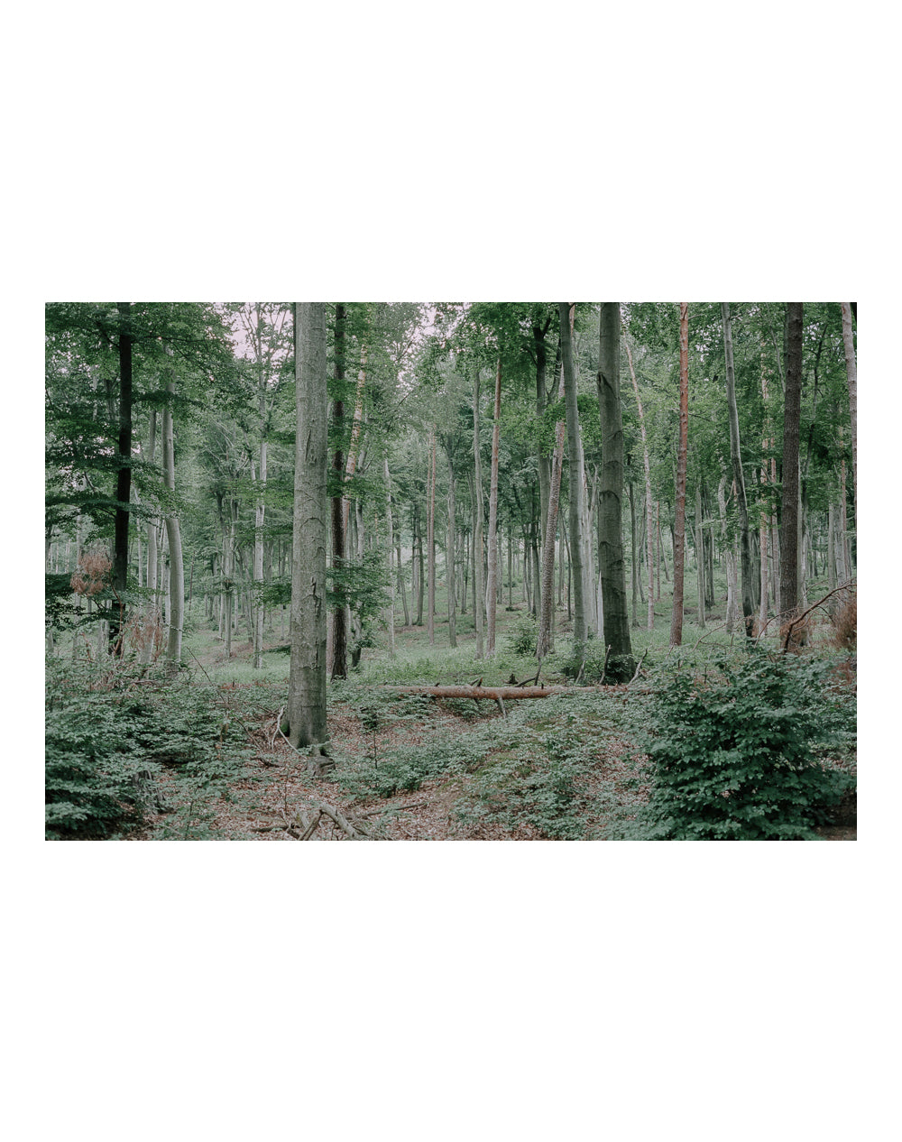 Grenzland